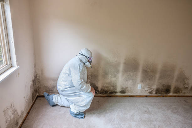Best Commercial Mold Removal  in Clarkton, MO